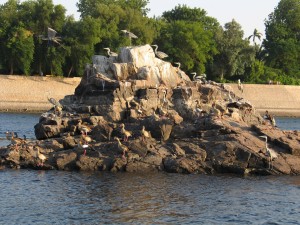 Egitto 115 Aswan - Escursione sul Nilo